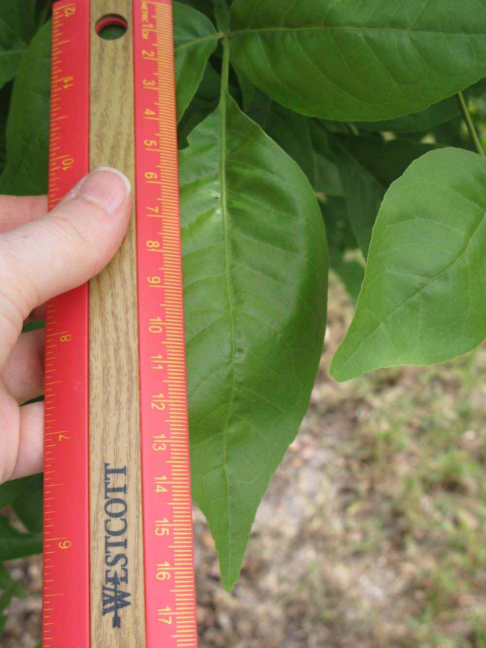              Leaflet (Winter Haven, FL)       